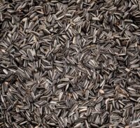 Stribet Solsikke 15 kg