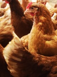 Hvitvedgaard's Allround - Æglægningsfoder 20 kg