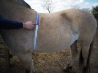 Vægtmålebånd til hest fra Dodson & Horrell