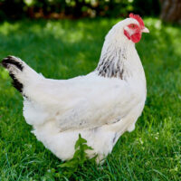 Lys Sussex  16-18 ugers