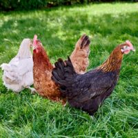 Mørklægger 16-18 ugers