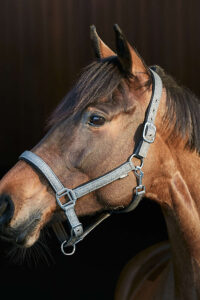 HorseGuard Lex grime – Grey (Pony)